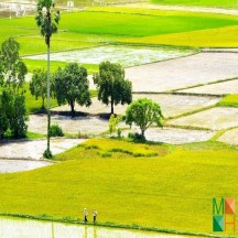 Tranh dán tường cho phòng khách đẹp tại Hà Nội NA - 258